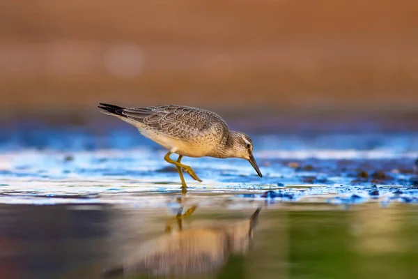 Pássaro Aquático Delicioso Natureza Colorida Habitat Fundo Vermelho Vermelho Calidris — Fotografia de Stock