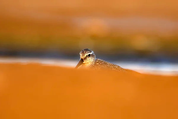 Beuatiful water bird. Colorful nature habitat background.  Bird: Red Knot. Calidris canutus.