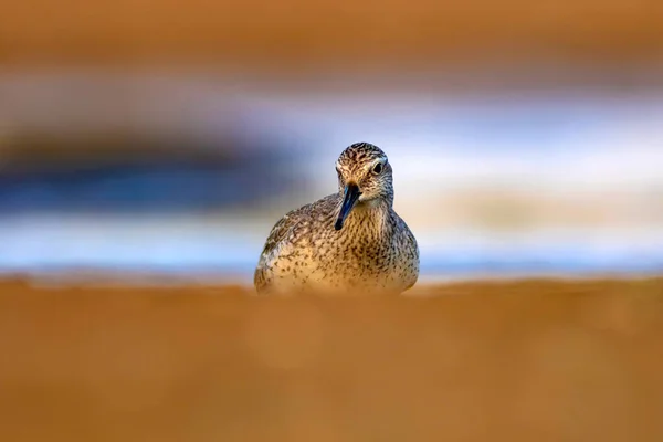 Прекрасная Водоплавающая Птица Красочные Природные Среды Обитания Красный Узел Calidris — стоковое фото