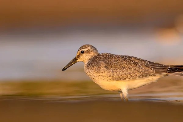 Hermoso Pájaro Acuático Fondo Colorido Hábitat Naturaleza Nudo Rojo Calidris —  Fotos de Stock