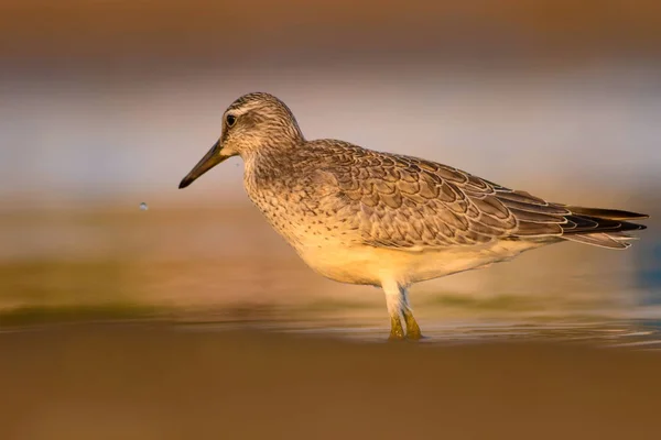 Oiseau Eau Béatifiant Nature Colorée Fond Habitat Nœud Rouge Calidris — Photo