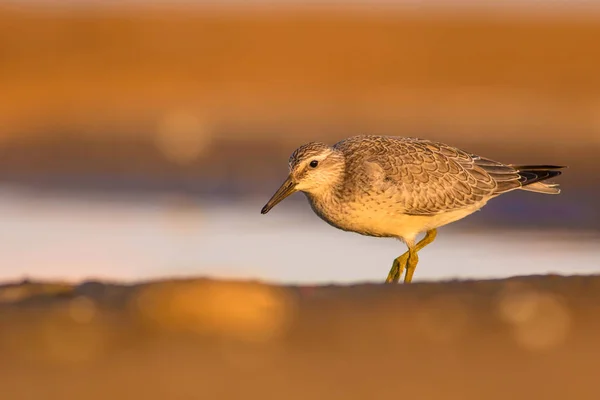 Beuatiful Water Vogel Kleurrijke Natuur Habitat Achtergrond Vogel Rode Knoop — Stockfoto