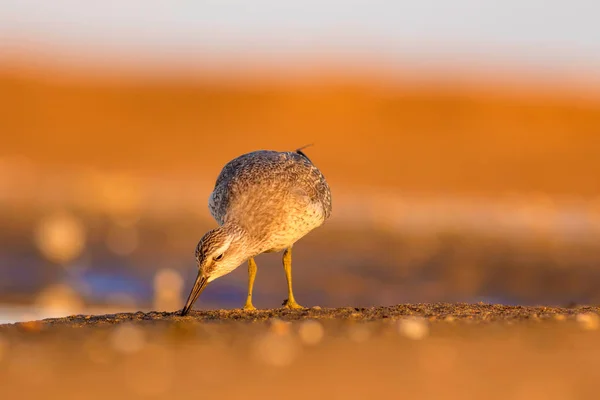 Pássaro Aquático Delicioso Natureza Colorida Habitat Fundo Vermelho Vermelho Calidris — Fotografia de Stock