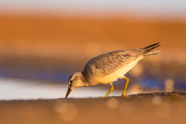 Beuatiful Water Vogel Kleurrijke Natuur Habitat Achtergrond Vogel Rode Knoop — Stockfoto