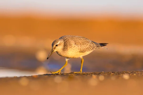 Oiseau Eau Béatifiant Nature Colorée Fond Habitat Nœud Rouge Calidris — Photo