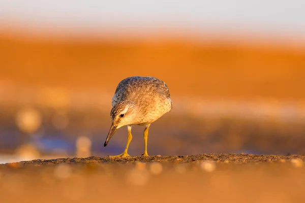 Beuatiful water bird. Colorful nature habitat background.  Bird: Red Knot. Calidris canutus.