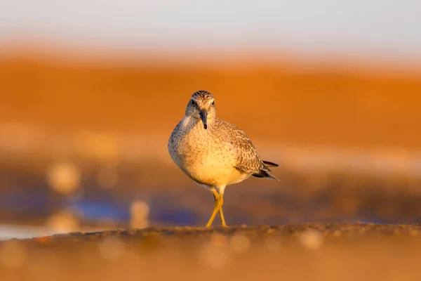 Oiseau Eau Béatifiant Nature Colorée Fond Habitat Nœud Rouge Calidris — Photo