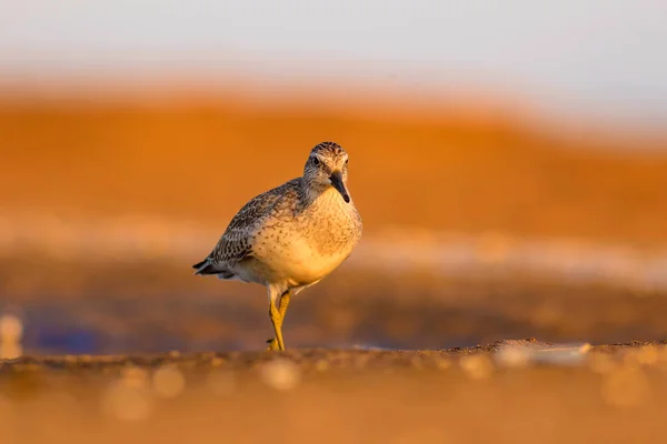 Oiseau Eau Béatifiant Nature Colorée Fond Habitat Nœud Rouge Calidris — Photo