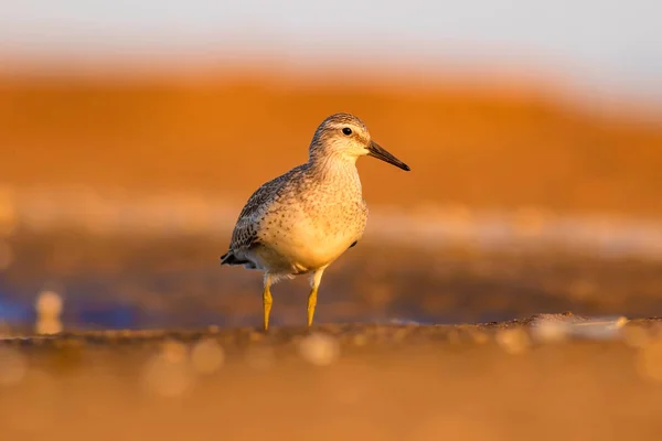 Beuatiful water bird. Colorful nature habitat background.  Bird: Red Knot. Calidris canutus.