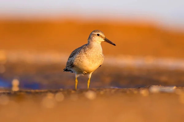 Beuatiful water bird. Colorful nature habitat background.  Bird: Red Knot. Calidris canutus.