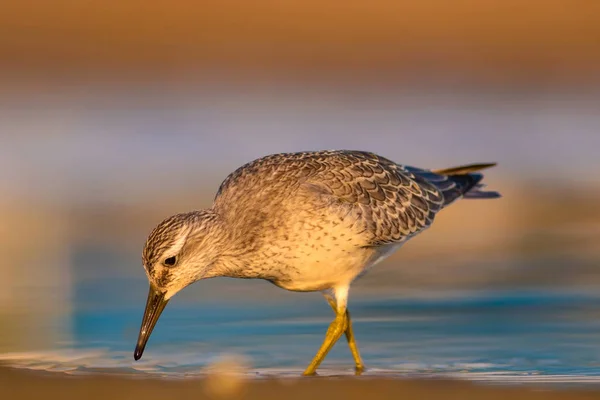 Oiseau Eau Béatifiant Nature Colorée Fond Habitat Nœud Rouge Calidris — Photo