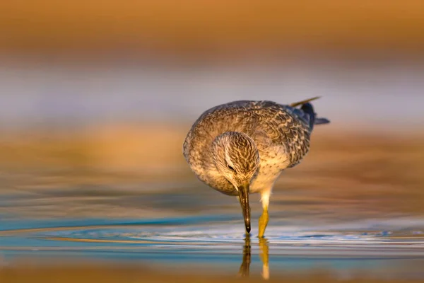 気の取った水鳥 カラフルな自然の生息地の背景 赤い結び目 カリドリス カヌータス — ストック写真