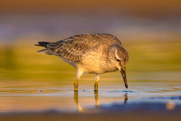 Beuatiful Water Vogel Kleurrijke Natuur Habitat Achtergrond Vogel Rode Knoop — Stockfoto