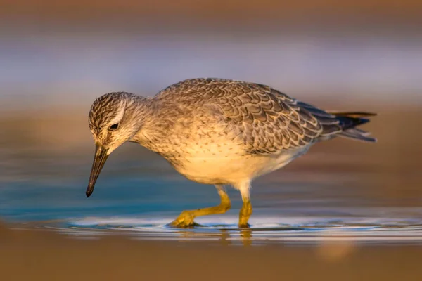 Oiseau Eau Béatifiant Nature Colorée Fond Habitat Nœud Rouge Calidris — Photo