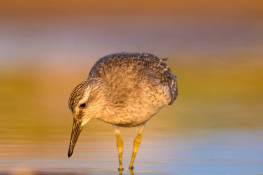 Bereketli su kuşu. Renkli doğa habitat arka plan. Kuş: Kırmızı Düğüm. Calidris canutus.