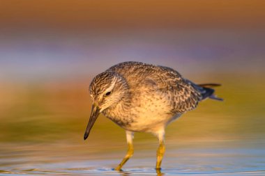 Bereketli su kuşu. Renkli doğa habitat arka plan. Kuş: Kırmızı Düğüm. Calidris canutus.