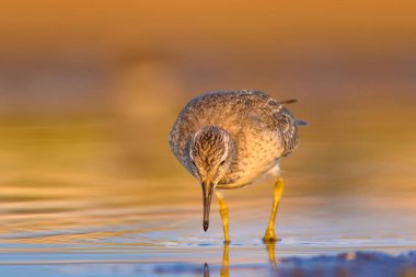 Bereketli su kuşu. Renkli doğa habitat arka plan. Kuş: Kırmızı Düğüm. Calidris canutus.