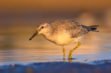 Bereketli su kuşu. Renkli doğa habitat arka plan. Kuş: Kırmızı Düğüm. Calidris canutus.