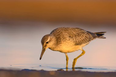 Bereketli su kuşu. Renkli doğa habitat arka plan. Kuş: Kırmızı Düğüm. Calidris canutus.
