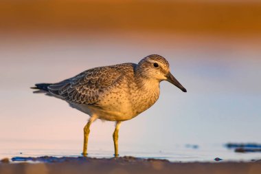 Bereketli su kuşu. Renkli doğa habitat arka plan. Kuş: Kırmızı Düğüm. Calidris canutus.