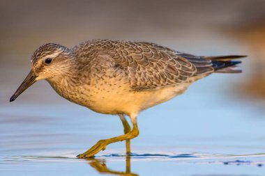 Bereketli su kuşu. Renkli doğa habitat arka plan. Kuş: Kırmızı Düğüm. Calidris canutus.