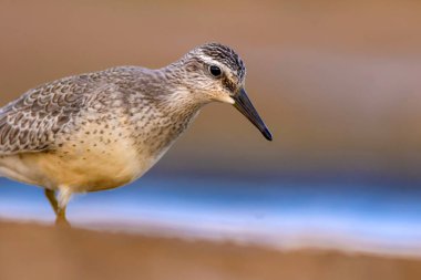 Bereketli su kuşu. Renkli doğa habitat arka plan. Kuş: Kırmızı Düğüm. Calidris canutus.