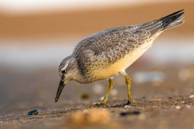 Bereketli su kuşu. Renkli doğa habitat arka plan. Kuş: Kırmızı Düğüm. Calidris canutus.