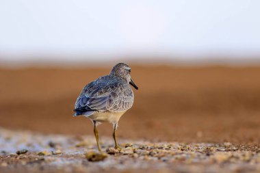 Bereketli su kuşu. Renkli doğa habitat arka plan. Kuş: Kırmızı Düğüm. Calidris canutus.