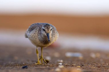 Bereketli su kuşu. Renkli doğa habitat arka plan. Kuş: Kırmızı Düğüm. Calidris canutus.