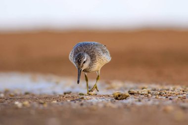 Bereketli su kuşu. Renkli doğa habitat arka plan. Kuş: Kırmızı Düğüm. Calidris canutus.