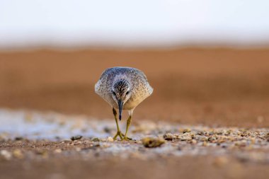 Bereketli su kuşu. Renkli doğa habitat arka plan. Kuş: Kırmızı Düğüm. Calidris canutus.