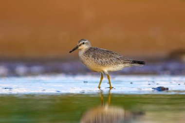 Bereketli su kuşu. Renkli doğa habitat arka plan. Kuş: Kırmızı Düğüm. Calidris canutus.