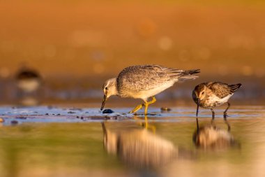 Bereketli su kuşu. Renkli doğa habitat arka plan. Kuş: Kırmızı Düğüm. Calidris canutus.