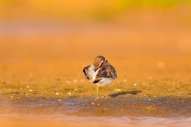 Sevimli küçük kuş. Sarı kum arka plan. Kuş: Ortak Halkalı Yağmur. Charadrius hiaticula. Antalya, Türkiye.