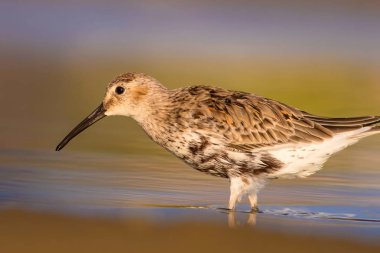 Renkli doğa ve su kuşu. Mavi su, sarı kum arka plan. Kuş: Curlew Sandpiper. Calidris ferruginea