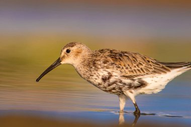 Renkli doğa ve su kuşu. Mavi su, sarı kum arka plan. Kuş: Curlew Sandpiper. Calidris ferruginea