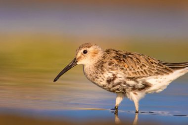 Renkli doğa ve su kuşu. Mavi su, sarı kum arka plan. Kuş: Curlew Sandpiper. Calidris ferruginea