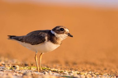 Sevimli küçük kuş. Sarı kum arka plan. Kuş: Ortak Halkalı Yağmur. Charadrius hiaticula. Antalya, Türkiye.