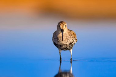 Renkli doğa ve su kuşu. Mavi su, sarı kum arka plan. Kuş: Curlew Sandpiper. Calidris ferruginea