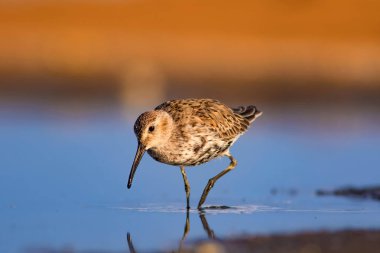 Renkli doğa ve su kuşu. Mavi su, sarı kum arka plan. Kuş: Curlew Sandpiper. Calidris ferruginea