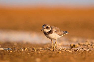 Sevimli küçük kuş. Sarı kum arka plan. Kuş: Ortak Halkalı Yağmur. Charadrius hiaticula. Antalya, Türkiye.