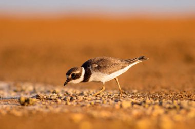 Sevimli küçük kuş. Sarı kum arka plan. Kuş: Ortak Halkalı Yağmur. Charadrius hiaticula. Antalya, Türkiye.