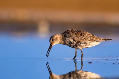 Renkli doğa ve su kuşu. Mavi su, sarı kum arka plan. Kuş: Curlew Sandpiper. Calidris ferruginea