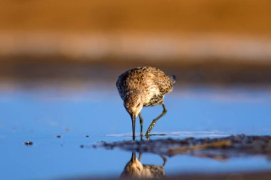 Renkli doğa ve su kuşu. Mavi su, sarı kum arka plan. Kuş: Curlew Sandpiper. Calidris ferruginea