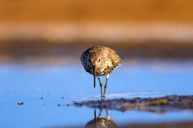 Renkli doğa ve su kuşu. Mavi su, sarı kum arka plan. Kuş: Curlew Sandpiper. Calidris ferruginea