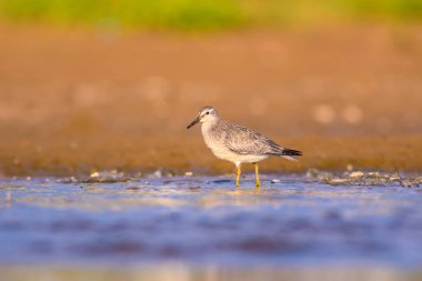 Bereketli su kuşu. Renkli doğa habitat arka plan. Kuş: Kırmızı Düğüm. Calidris canutus.