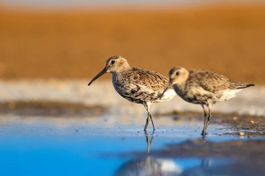 Renkli doğa ve su kuşu. Mavi su, sarı kum arka plan. Kuş: Curlew Sandpiper. Calidris ferruginea