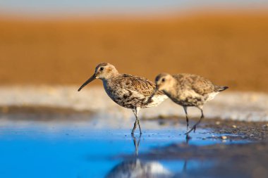 Renkli doğa ve su kuşu. Mavi su, sarı kum arka plan. Kuş: Curlew Sandpiper. Calidris ferruginea