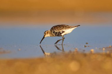Renkli doğa ve su kuşu. Mavi su, sarı kum arka plan. Kuş: Curlew Sandpiper. Calidris ferruginea