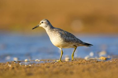 Bereketli su kuşu. Renkli doğa habitat arka plan. Kuş: Kırmızı Düğüm. Calidris canutus.